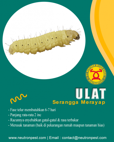gallery/ulat