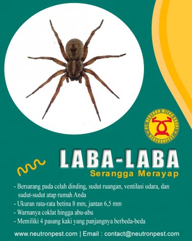 gallery/laba laba