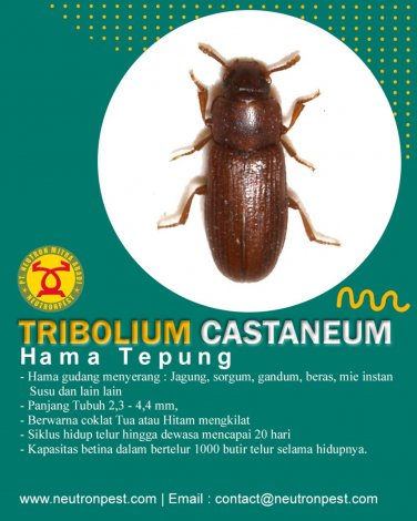 gallery/kutu