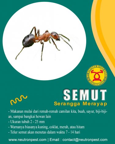 gallery/semut