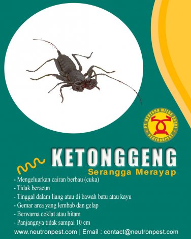 gallery/ketonggeng